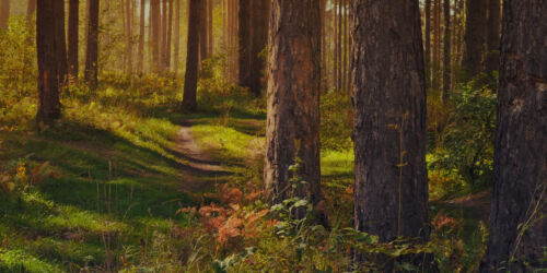 skog2